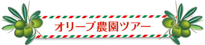オリーブ農園ツアー